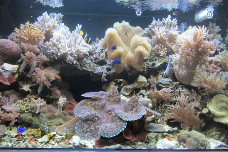 akvárium- botanická záhrada