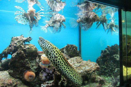 akvárium-botanická záhrada